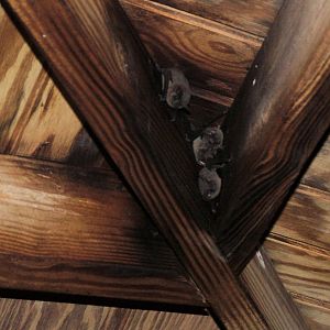 Dominican Mouse-eared Bat, Dominica, 2007