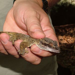Turnip-tailed Gecko, Dominica, 2007
