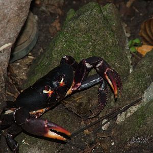 Black Land Crab, Dominica, 2007