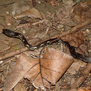 Dominican Racer, Dominica, 2007