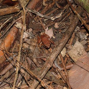 Lesser Antillean Whistling Frog, Dominica, 2007