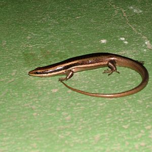 Two-lined Skink, Dominica, 2007