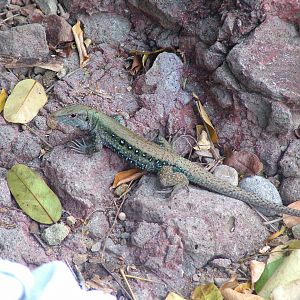 Dominican Ground Lizard, Dominica, 2007