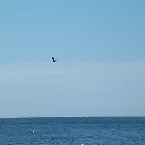 Brown Booby, Dominica, 2007