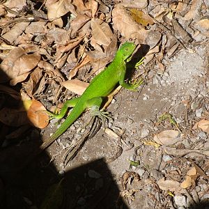 Lesser Antillean Iguana, Dominica, 2007