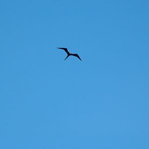 Magnificent Frigatebird, Dominica, 2007