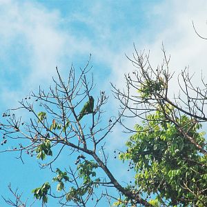 Red-necked Amazon, Dominica, 2007