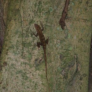 Puerto Rican Crested Anole, Dominica, 2007