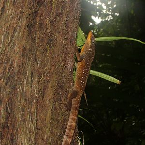 Dominican Anole, Dominica, 2007