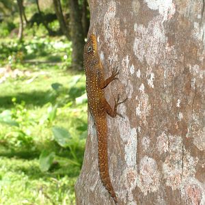 Dominican Anole, Dominica, 2007