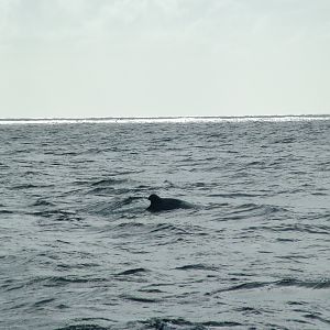Humpback Whale, Dominica, 2007