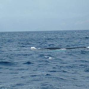 Humpback Whale, Dominica, 2007