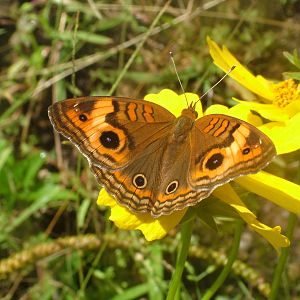 Mangrove Buckeye, Dominica, 2007