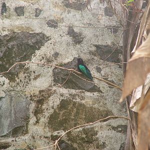Purple-throated Carib, Dominica, 2007