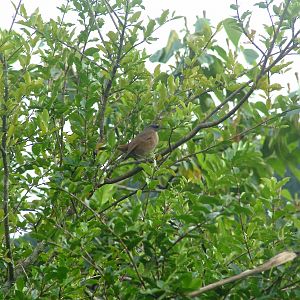 Brown Trembler, Dominica, 2007