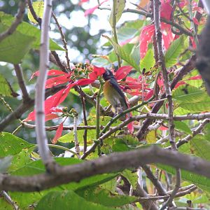 Bananaquit, Dominica, 2007