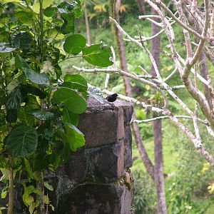 Lesser Antillean Bullfinch, Dominica, 2007