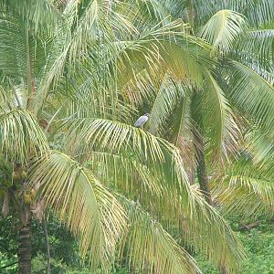 Yellow-crowned Night Heron, Dominica, 2007