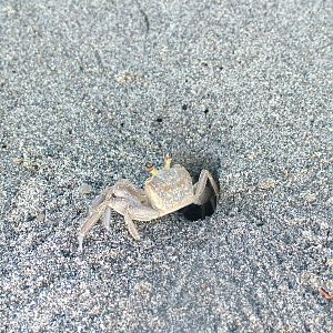 Atlantic Ghost Crab, Dominica, 2007