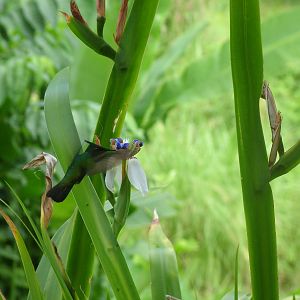 Antillean Crested Hummingbird, Dominica, 2007