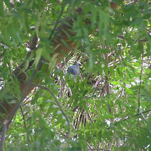White-crowned Pigeon, Antigua, 2007
