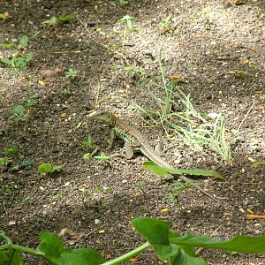 Antiguan Ground Lizard, Antigua, 2007