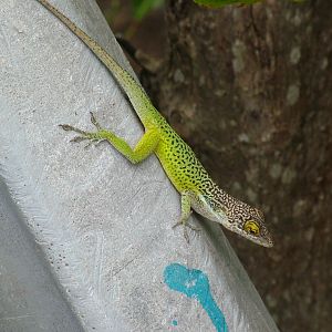 Antiguan Anole, Antigua, 2007