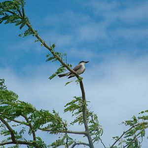 Antillean Grey Kingbird, Antigua, 2007