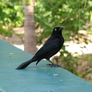 Carib Grackle, Antigua, 2007