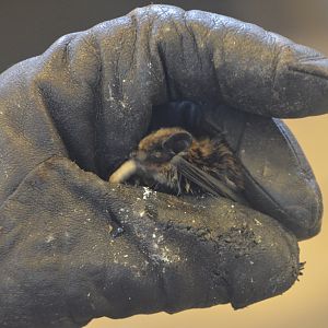 Rescued Nathusius' Pipistrelle at Budapest, 08/03/16