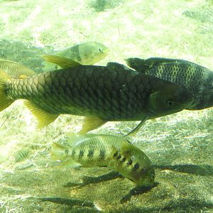 Lemon Barb (Hypsibarbus wetmorei)