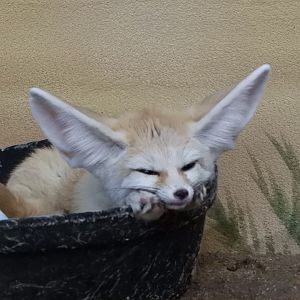 Fennec Fox (Vulpes zerda)