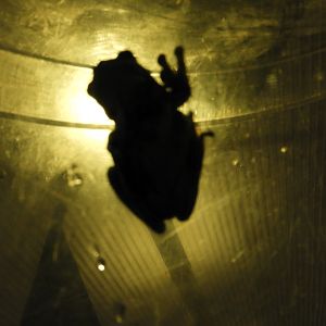 Mission Golden-Eyed Tree Frog (Trachycephalus resinifictrix)