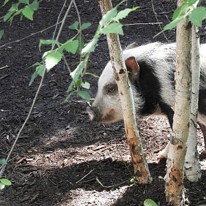 Domestic Pig (Sus scrofa domesticus)