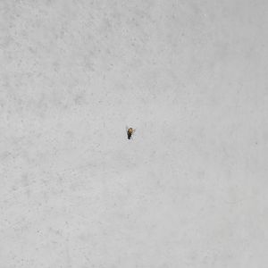 House Fly (Musca domestica)