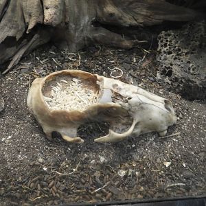 House Fly (Musca domestica) maggots