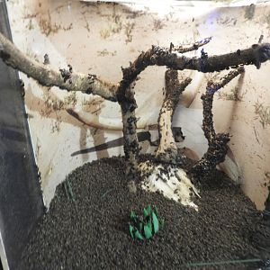 Hide Beetle exhibit - Monsanto Insectarium - Saint Louis Zoo