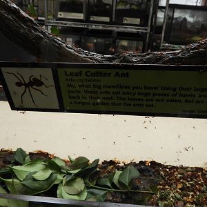 Leaf Cutter Ant sign covered in Leaf Cutter Ants (Atta cephalotes)