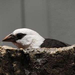 White-Headed Buffalo Weaver (Dinemellia dinemelli)