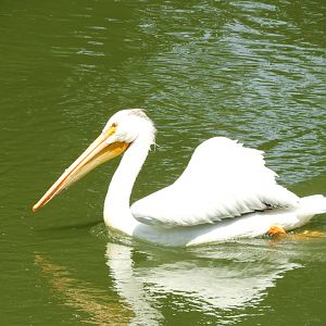 American White Pelican (Pelecanus erythrorhynchos)