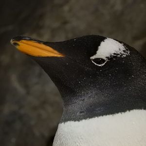 Gentoo Penguin (Pygoscelis papua)