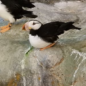 Horned Puffin (Fratercula corniculata)
