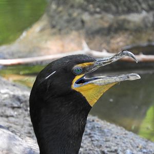 Double-Crested Cormorant (Phalacrocorax auritus)
