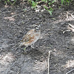 Northern Bobwhite (Colinus virginianus)