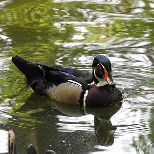 Wood Duck (Aix sponsa)