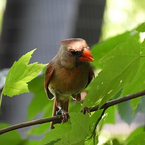 Northern Cardinal (Cardinalis cardinalis)