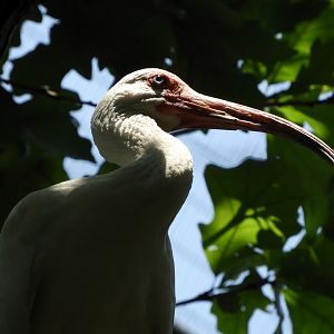 American White Ibis (Eudocimus albus)