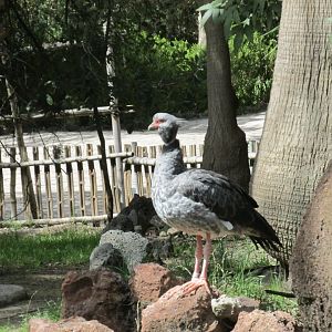 crested screamer