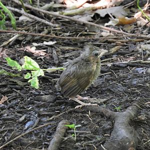 Northern Cardinal (Cardinalis cardinalis) fledgeling
