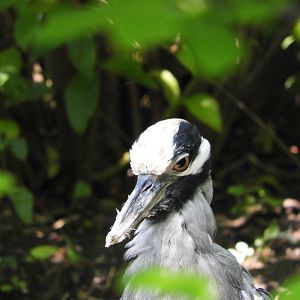 Yellow-Crowned Night Heron (Nyctanassa violacea)